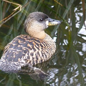 White-Backed Duck, April 2013
