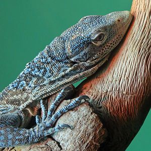 Blue-spotted Tree Monitor