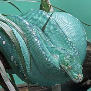 Green Tree Python