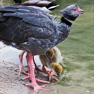 Crested Screamer with chicks