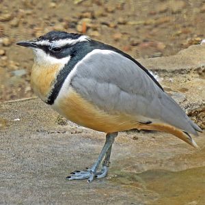 Egyptian Plover