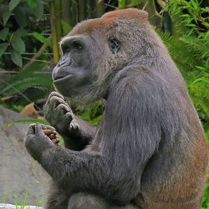 Western Lowland Gorilla