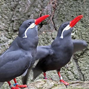 Inca Tern
