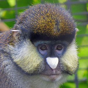 Schmidts Guenon
