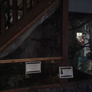 flying fox enclosure