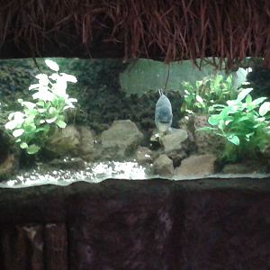 Aquarium with piranha