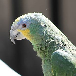 orange-winged amazon