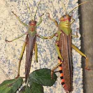 Giant grasshopper