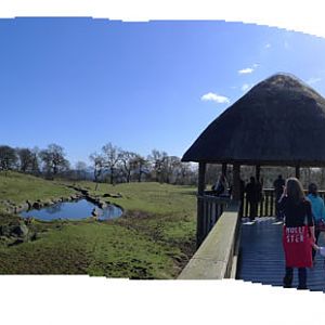 fantastic hoofstock savanna