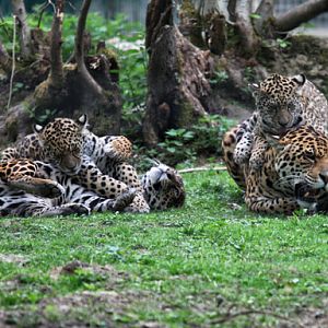 ENTIRE jaguar family