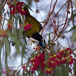 Blue-faced Honeyeater