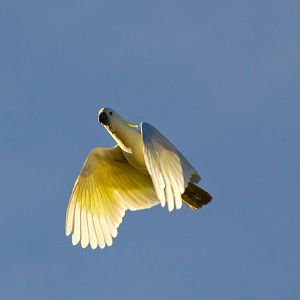 Sulphur-crested Cockatoo