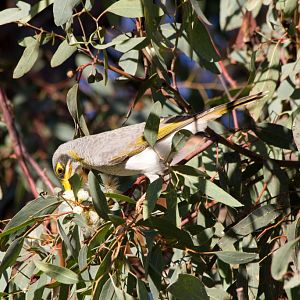 Yellow-throated Miner