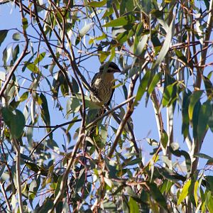 Spiny-cheeked Honeyeater