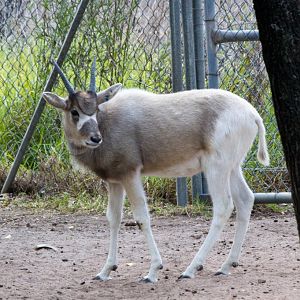 Addax calf