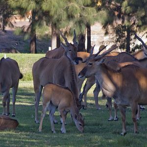 Eland and calves