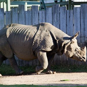 Indian Rhino