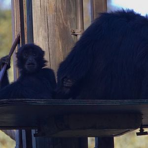 Siamang and young