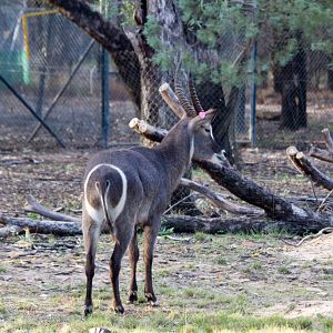 Ellipsen Waterbuck