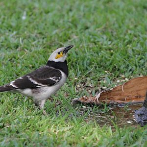 Black-collared Myna