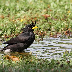 White-vented Myna