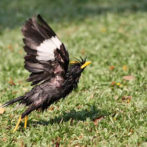 White-vented Myna