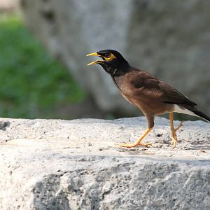 Commom Mynah