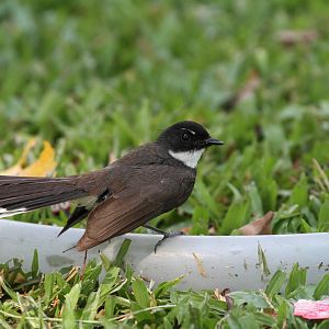 Pied Fantail