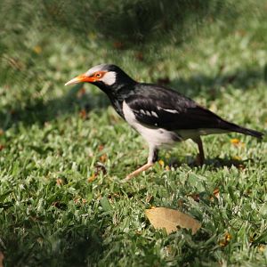 Asian Pied Starling