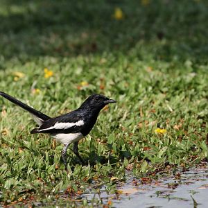 Oriental Magpie Robin