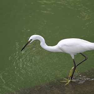 Little Egret