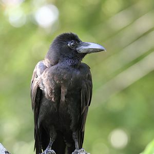 Jungle (Large/Thick-billed) Crow