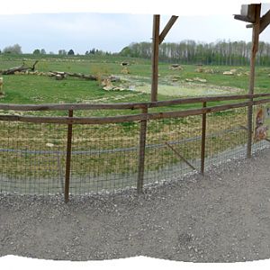 white tiger viewing platform