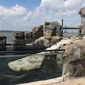 Zoo am Meer - Sea lion exhibit