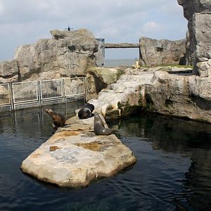 Zoo am Meer - Sea lion exhibit