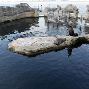 Zoo am Meer - Sea lion exhibit