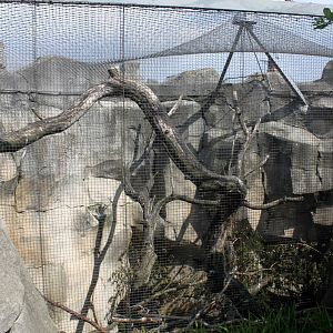 Zoo am Meer - Kea aviary