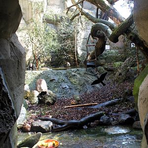 Zoo am Meer - Kea aviary