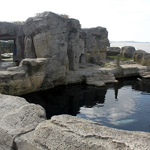 Zoo am Meer - Harbour seal exhibit