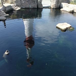 Zoo am Meer - Harbour seal exhibit