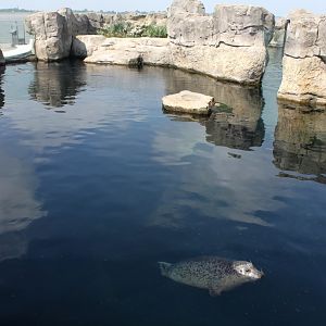 Zoo am Meer - Harbour seal exhibit