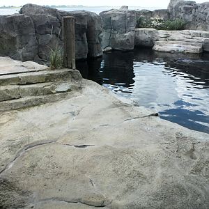 Zoo am Meer - Harbour seal exhibit