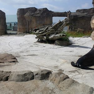 Zoo am Meer - Fur seal exhibit