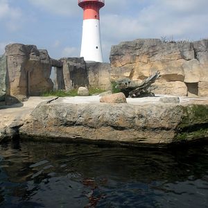 Zoo am Meer - Fur seal exhibit
