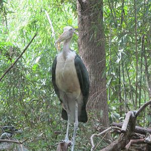 Lesser Adjuntant Stork