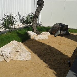 Outside tortoise enclosure