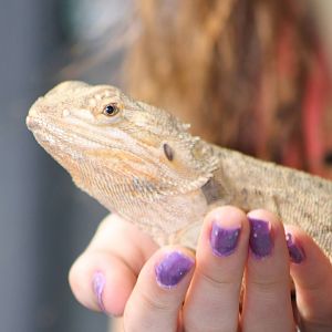 Bearded dragon