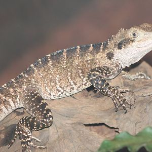 Australian waterdragon female