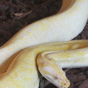 Tiger python ( mutation )