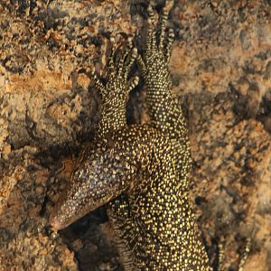 Solomon water monitor